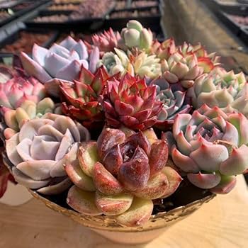 E セル苗105個セット✨多肉植物　エケベリア　詰め合わせ　寄せ植えに!! 送料無料】エケベリア 6苗 セット まとめ売り【多肉植物】寄せ