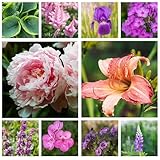 Collection de plantes vivaces Multi-Colour (10 racines/bulbes) Assortiment de bulbes résistantes à l'hiver & pour massifs, jardin | Mélange de plantes à fleurs (pas de graines)