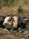 Photo Gallery zxhstore simulazione guinea pig scultura decorazione giardino decorazione all aperto resina guinea pig pig statua ornamenti 3.9"alto Photo Gallery zxhstore simulazione guinea pig scultura decorazione giardino decorazione all aperto resina guinea pig pig statua ornamenti 3.9"alto