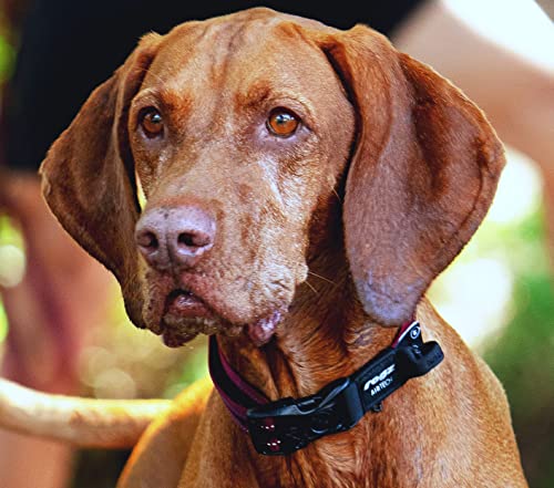 Collar clásico Rogz Airtech para perro tamaño M gris platino miniatura 2