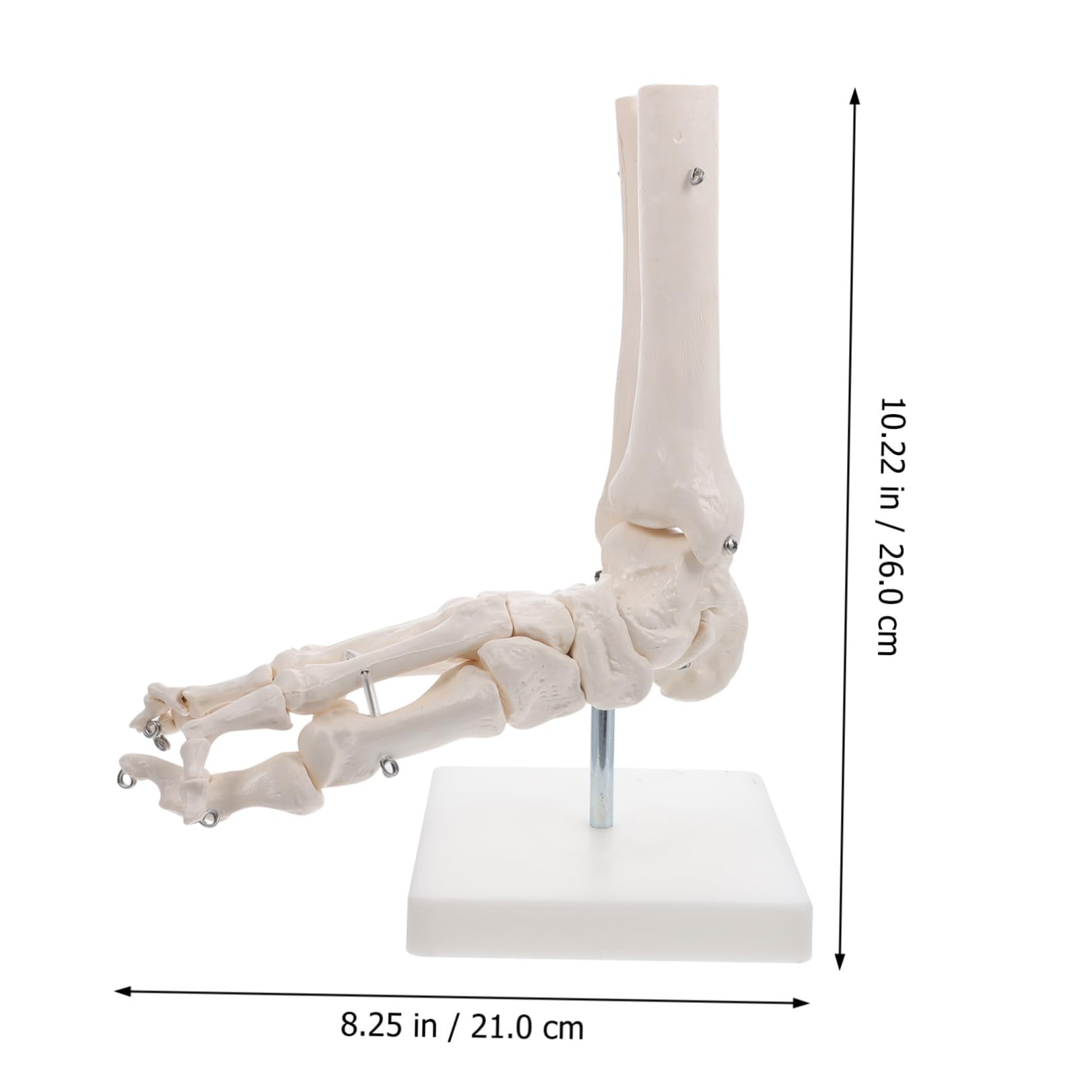 Lebensechtes mit Drahtmontage und Ständer Anatomisches Pvc Fußgelenkmodell in Originalgröße für Einsatz im Gesundheitsunterricht und Schulen