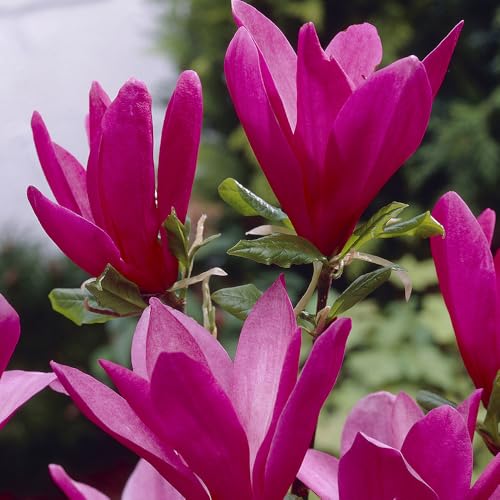YouGarden Magnolia Susan Established Plant in 9cm Pot Ready to Plant Tall Magnolia for Gardens and Pots Purple to Pink Flowers in Bloom