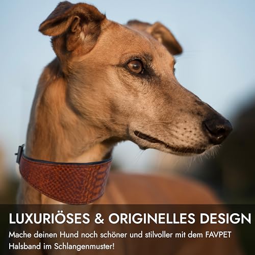 FAVPET Luxus Echtleder Windhund Halsband Breit mit QR Code Anhänger, Weiches Lederhalsband Hund Breit Whippet Italienisches Windspiel Saluki Lurcher Spanischer Galgo Greyhound Podenco (Braun, L)