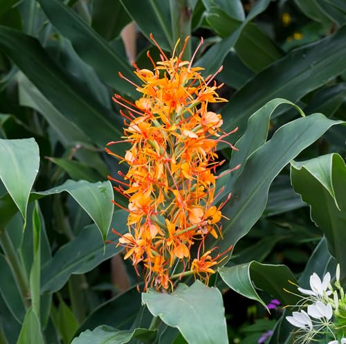 Rizoma di Hedychium Aurantiacum | ginger | bulbi estivi | piante da giardino | MY PLANTIS | piante esotiche