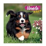 Trötsch Broschürenkalender Hunde 2027: Wandplaner