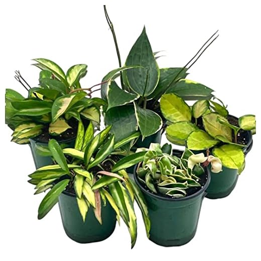 BubbleBlooms Premium Hoya Assortment Pack