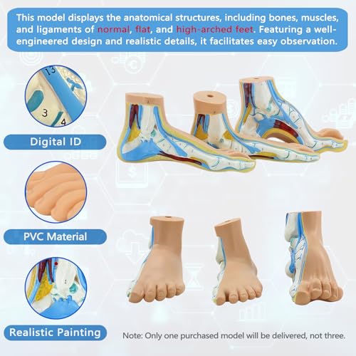 Image of Human Foot Anatomy Model with Numbered Structures, Life-Size Flat Foot for Education, Podiatry Study, and Patient Demonstration