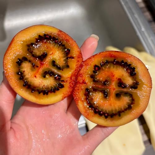 semi di tamarillo, semi di da frutto nani, resistenti comprare da frutto colonnari pomodoro colonnari pomodoro tamarillo vecchie 120pcs