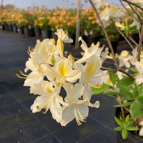 semillas resistentes de rododendro - exterior azalea balcón de cama elevada, jardín, cobertura del suelo, 55pcs