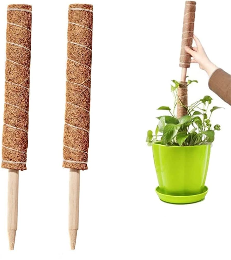 モンステラ　専用 Amazon | ココスティック 2点セット モンステラ支柱 観葉植物