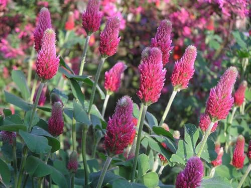 1,000 Crimson Red Clover Bee Attractants Wildlife Food Plot