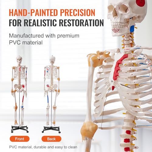 Image of VEVOR Human Skeleton Model for Anatomy, 71.65 inch Life Size, Accurate PVC Anatomy Skeleton Model with Ligaments, Movable Arms, Legs & Jaw, with Muscle Origin & Insertion Points, for Professional Teaching