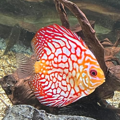 Image of LOVE AND HATE (2024.06.26)