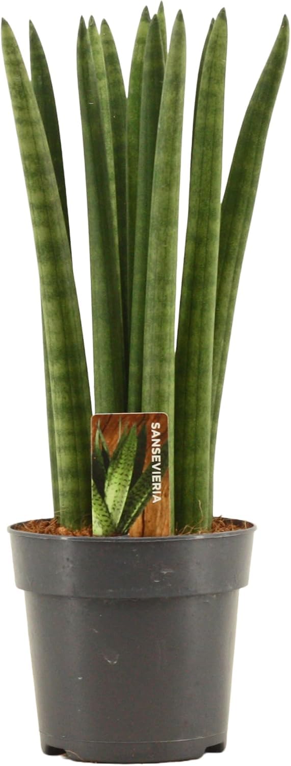 Sansevieria Cylindrica Straight 30 cm  Bogenhanf (Schwiegermutterzunge)  fr Bessere Raumluft, Luftreinigend, Pflegeleicht, Dekorative Zimmerpflanze  fr Zuhause und Bro : Amazon.de: Garten
