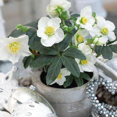 Flor Navidad Helleborus Niger Planta de Pascua Natural Flores Blancas