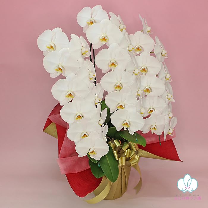 ふじみ野ラン園 大輪胡蝶蘭3本立ち 蕾含む30輪以上の紅白ミックス