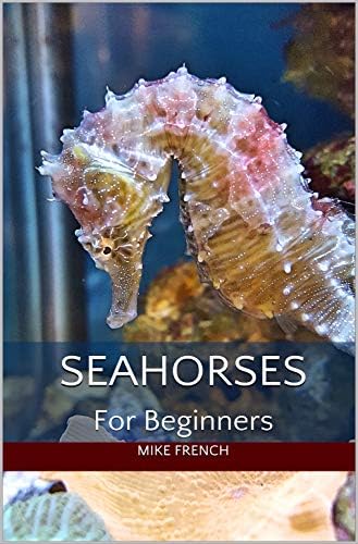 Seahorses For Beginners