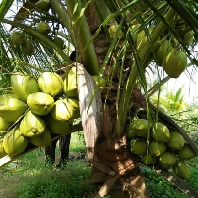 Myla Organics Dwarf sampoorna Coconut Tree Plant, Hybrid Coconut Tree Plant - Pack of (2) : Amazon.in: Garden & Outdoors