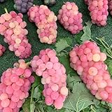 Comprar uvas - vides en maceta con resistentes para uso en exteriores, uvas Comprar orgánicos de jardín resistentes macetas regalos sostenibles 130semillas