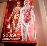 Anatomie-Modell zur mehrfachen Nutzung mit zahlreichen Details auf Sockel.