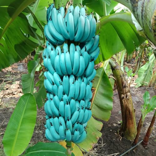 2 Ice Cream Banana Trees Live Plants Well-Rooted, High Yield and Easy to Grow Banana Plants, 4-9 Inc Tall, No Pot, Cold Hardy, Compact Size 2 Ice Cream Banana Trees Live Plants Well-Rooted, High Yield and Easy to Grow Banana Plants, 4-9 Inc Tall, No Pot, Cold Hardy, Compact Size