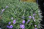Blue Bells, a Great Live Pond Plant for Your Water Garden. Filters koi and Goldfish Ponds. Good for Bogs, Plant Shelf or Shallow Water This marginal Aquatic is a Real Beauty