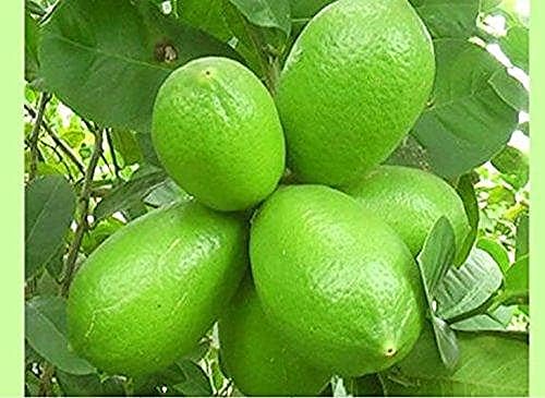 Sponsored Ad - Bahan Traders Live Kagzi Nimboo Plant (Bangladesh Variety) 1.5 Feet to 2 Feet Height with Polybag