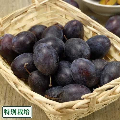 Amazon 予約商品 クール冷蔵便 プルーン 約1 6kg 2箱 特別栽培 長野県 穂のぼの農園 産地直送 ふるさと21 自然食ねっと 食品 飲料 お酒 通販