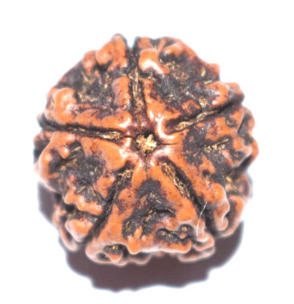 GtcGems Panch Mukhi Rudraksha Natural Nepali Top1 पांच मुखी रुद्राक्ष 5 Mukhi Rudraksha Original Certified Brown Five Clear Lines Rudraksha for Men & Women 5 मुखी रुद्राक्ष ओरिजिनल