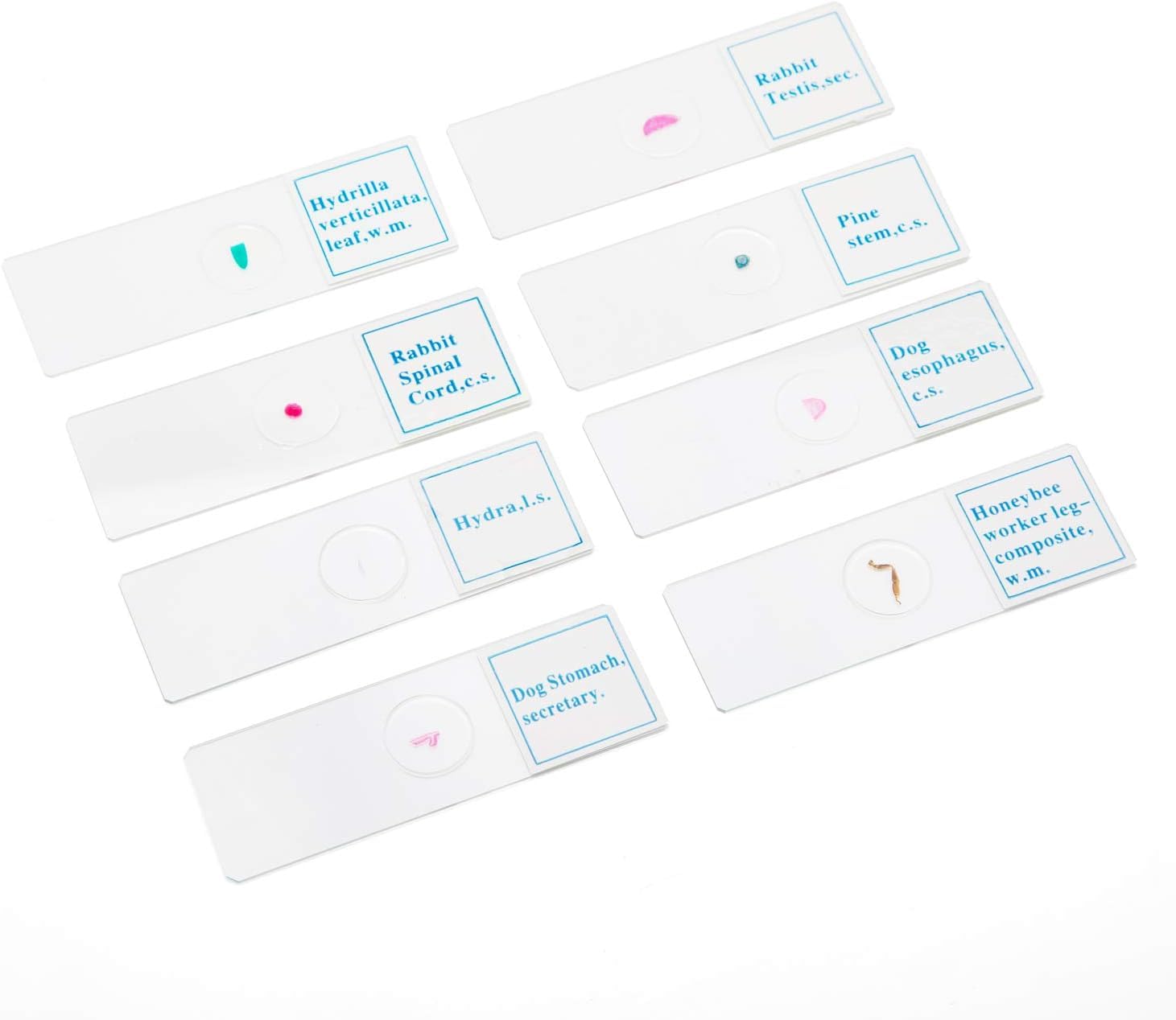 Caja de madera de microscopio óptico de 25 piezas SWIFT para aprender el conjunto experimental de muestras de tejidos de animales y plantas permanentes