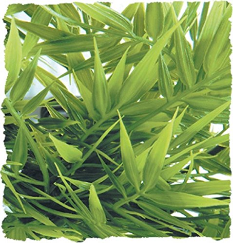 muriel bambus fargesia murielae Fargesia murielae 'Light Green' main image 0