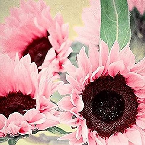 50Pcs/Bag Seeds Natural Large Water Demand Flower Pink Sunflower Seeds for Window Cover