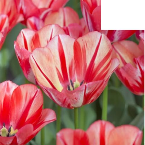 Bulbi di tulipano 'Spring Break' | 20 Pezzi | Tulipano rosso-arancio - 30-50cm - Ø5cm - bulbo di fiore - Pianta da giardino