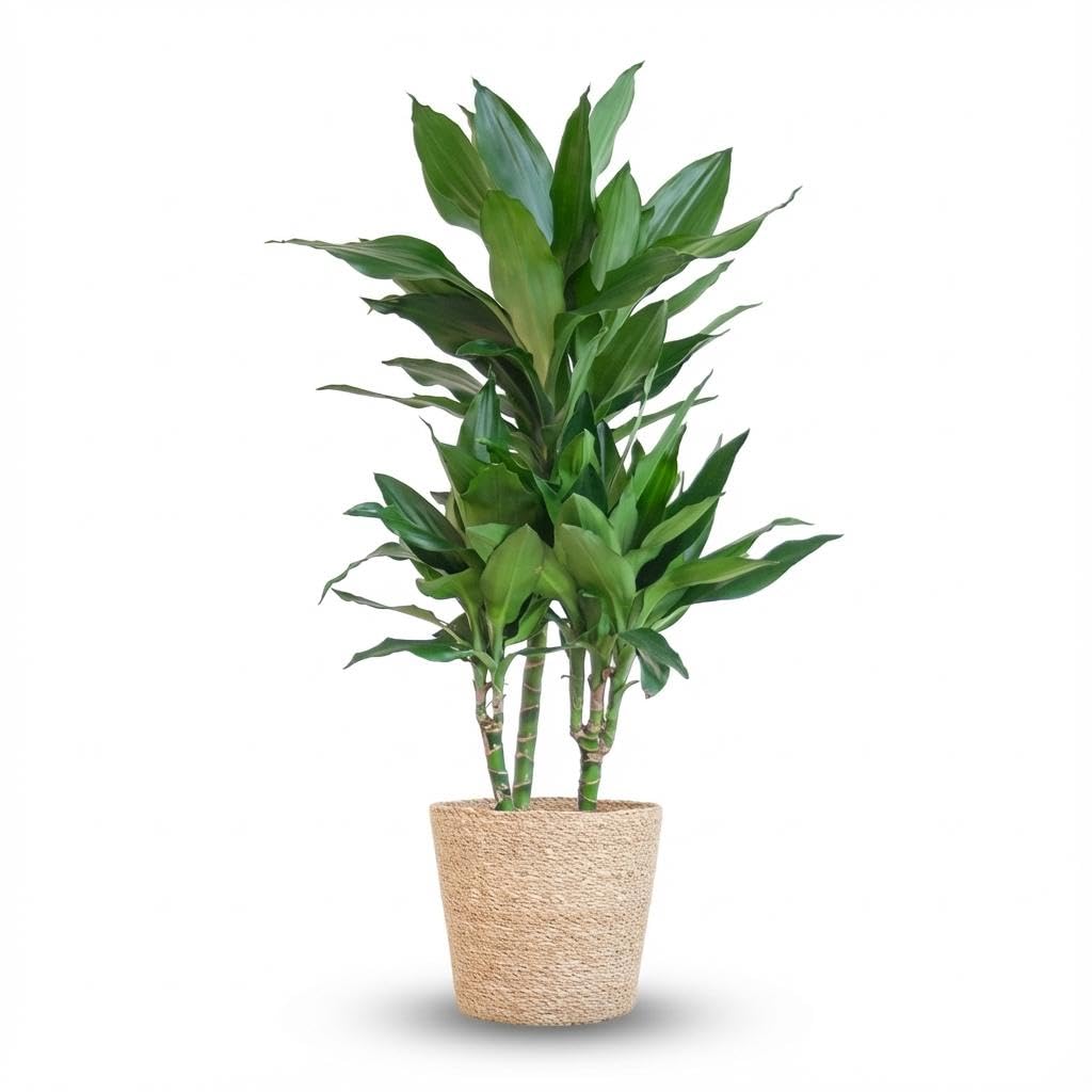 Green boutiQ - Zimmerpflanze - Drachenbaum - Dracaena Janet Craig - Grün - Pflegeleicht - 1 Pflanze - mit Korb - Topf 21cm - Höhe 90-100cm