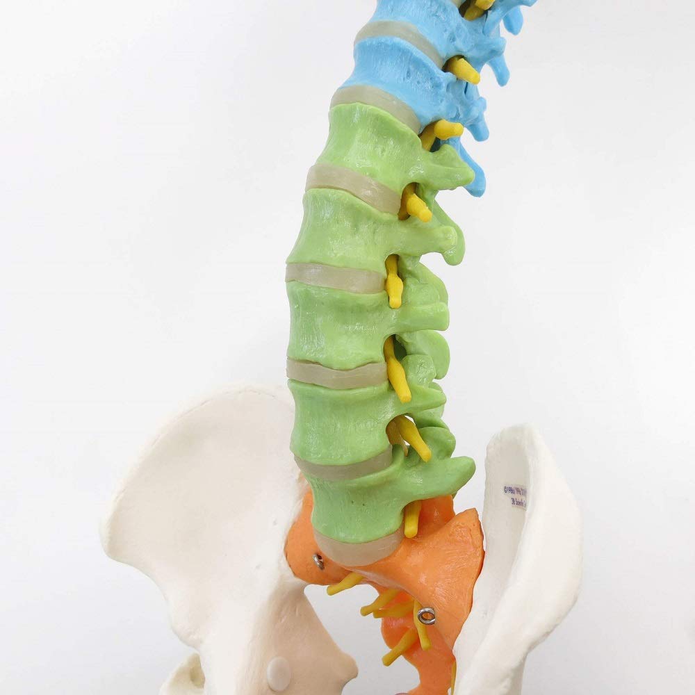 3B Scientific naukowy dydaktyczny elastyczny kręgosłup z głową kości udowej darmowe oprogramowanie anatomiczne - 3B Smart Anatomy