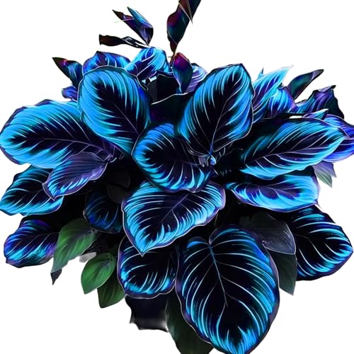 AFYJGRD Garden Hostas - hostas for Planting-2 Pack Ornament-Midnight Blue Hosta for Planting-