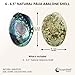 Natural Abalone (Pāua) Shell, 6-6.5 inches, Supreme for Smudging, Cleansing Home, Meditation, Shell Crafts,Incense Holder, Home Décor, 100% Natural, Sustainably Sourced by Ocean Shell Studios NZ