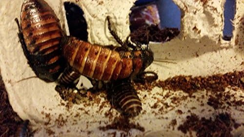 Starter Colony of 15+ Madagascar Hissing Cockroaches