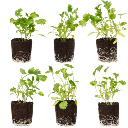 Cilantro Seedlings: Ready-to-Plant Starts Starters Plugs Garden Ready Live Plants Transplants Pre-Sprouted Soil & Hydroponic Gardens (6 seedlings)
