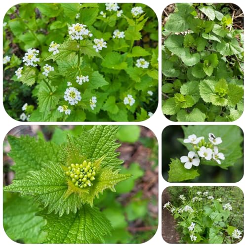 semillas de la planta de mostaza de ajo, plantas de de hierbas mostaza de ajo Plantas de jardín de rocas, flores de jardín resistentes hierbas de jardín de cobertura del suelo 60pcs
