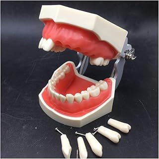 Unterrichtsmodell,Abnehmbare Zahn?rztliche Vorbereitung Trainingsmodell Lehrpraxis Modell Kavit?t Vorbereitung Inlay Krone Vorbereitung Modell Mit Zahnfleisch Für Die Lehre Skeleton Model