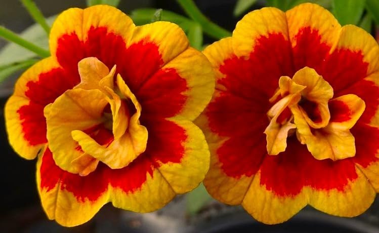 Fanstastic Double Orange Calibrochoa Potted Starter Plant