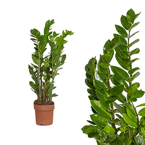 Glücksfeder, Zamioculcas zamiifolia, ca. 80 cm, beliebte Zimmerpflanze, 21 cm Topf