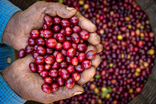 Cafe Monteverde Honey Process Coffee en Grano 1 LB miniatura 7