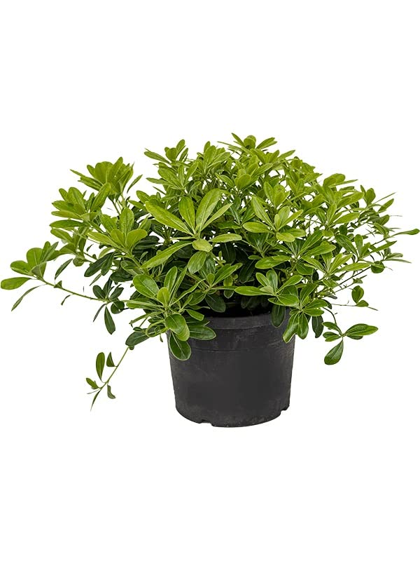 Pittosporum Natural Árbol Fácil de Cuidar - Planta Arbustiva - Exterior