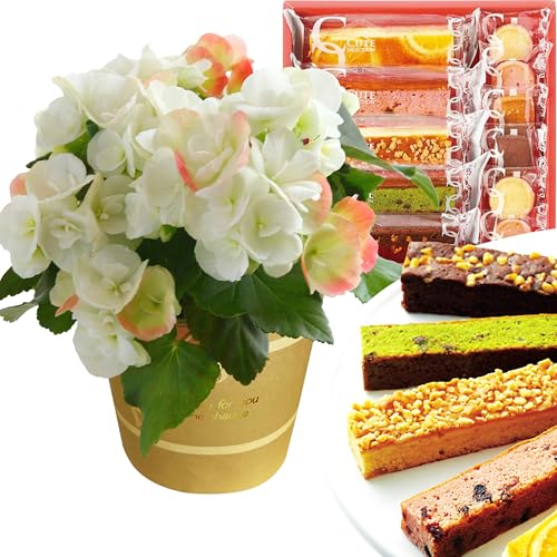 花のギフト社 お菓子 プレゼント 焼き菓子 誕生日 リーガース 花 ギフト 鉢花 ベコニア 鉢植え