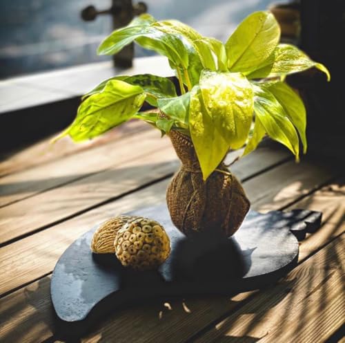 Image of Golden Pothos Money Plant, Live Indoor Air Purifying Plant with White Pot, (Pack of 1).A6