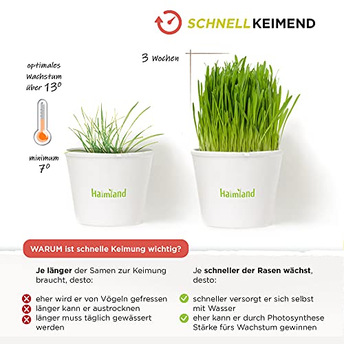 Foto von halmland® Rasensamen schnellkeimend Schattenrasen 1kg = 30m² Herbst - SEHR GUT getestet - trockenresistent - Schattenrasensamen Rasensaat Nachsaat