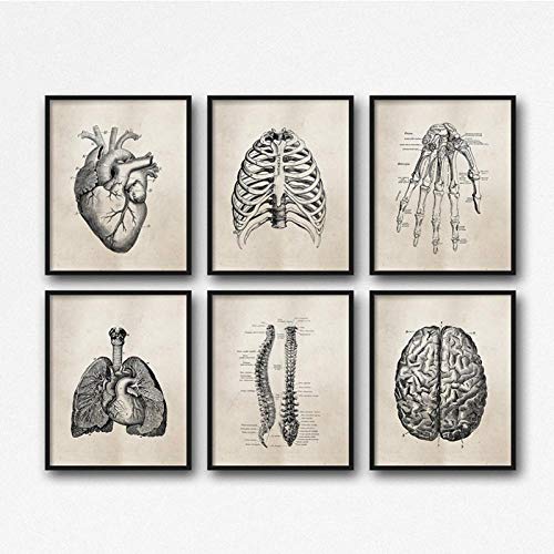 LLXHG Anatomie Humaine Science Vintage Posters Art Prints, Anatomie Médicale Toile Peinture Médecin Docteur Clinique Mur Photos Decor-30X40Cmx6 sans Cadre