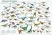 Dinosaur Evolution Educational Science Chart Poster 36 x 24in